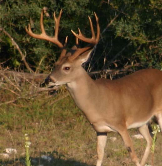 Texas Trophy White Tail Deer Hunting Junction TX